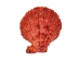 Pecten Nobilis Colored Single Shells 1.75"-2.50" (1 kg or 2.2 lbs)  - 2HS-3518CK-KG (Y3K)