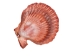Pecten Nobilis Colored Single Shells 1.75"-2.50" (1 kg or 2.2 lbs)  - 2HS-3518CK-KG (Y3K)