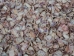 Coquina Clam Shells 0.375"-0.75" (1 kg or 2.2 lbs)  - 2HS-3530K-KG (Y3LRL)