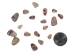 Coquina Clam Shells 0.375"-0.75" (1 kg or 2.2 lbs)  - 2HS-3530K-KG (Y3LRL)