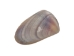 Coquina Clam Shells 0.375"-0.75" (1 kg or 2.2 lbs)  - 2HS-3530K-KG (Y3LRL)