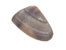 Coquina Clam Shells 0.375"-0.75" (1 kg or 2.2 lbs)  - 2HS-3530K-KG (Y3LRL)