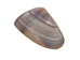 Coquina Clam Shells 0.375"-0.75" (1 kg or 2.2 lbs)  - 2HS-3530K-KG (Y3L)