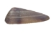 Coquina Clam Shells 0.375"-0.75" (1 kg or 2.2 lbs)  - 2HS-3530K-KG (Y3LRL)