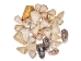 Cones Assorted Polished Shells 2"-3" (1 kg or 2.2 lbs)  - 2HS-3612SK-KG (Y3K)
