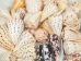 Cones Assorted Polished Shells 2"-3" (1 kg or 2.2 lbs)  - 2HS-3612SK-KG (Y3K)