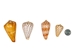 Cones Assorted Polished Shells 2"-3" (1 kg or 2.2 lbs)  - 2HS-3612SK-KG (Y3K)