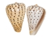 Cones Assorted Polished Shells 2"-3" (1 kg or 2.2 lbs)  - 2HS-3612SK-KG (Y3K)