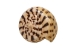 Cones Assorted Polished Shells 2"-3" (1 kg or 2.2 lbs)  - 2HS-3612SK-KG (Y3K)