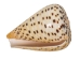 Cones Assorted Polished Shells 2"-3" (1 kg or 2.2 lbs)  - 2HS-3612SK-KG (Y3K)