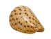 Cones Assorted Polished Shells 2"-3" (1 kg or 2.2 lbs)  - 2HS-3612SK-KG (Y3K)