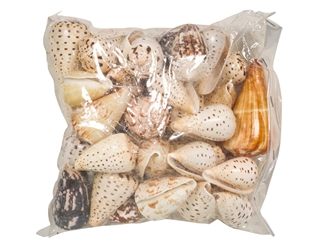 Cones Assorted Polished Shells 2"-3" (1 kg or 2.2 lbs)  