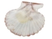 Pecten Tranquebaricus Shells 1"-1.75" (1 kg or 2.2 lbs)  - 2HS-3661K-KG (Y3K)