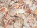 Pecten Tranquebaricus Shells 1"-1.75" (1 kg or 2.2 lbs)  - 2HS-3661K-KG (Y3K)