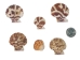 Pecten Tranquebaricus Shells 1"-1.75" (1 kg or 2.2 lbs)  - 2HS-3661K-KG (Y3K)
