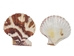 Pecten Tranquebaricus Shells 1"-1.75" (1 kg or 2.2 lbs)  - 2HS-3661K-KG (Y3K)