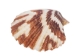 Pecten Tranquebaricus Shells 1"-1.75" (1 kg or 2.2 lbs)  - 2HS-3661K-KG (Y3K)