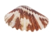 Pecten Tranquebaricus Shells 1"-1.75" (1 kg or 2.2 lbs)  - 2HS-3661K-KG (Y3K)