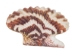 Pecten Tranquebaricus Shells 1"-1.75" (1 kg or 2.2 lbs)  - 2HS-3661K-KG (Y3K)