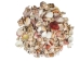 Philippine Mix Shells 1.25"-2.50" (gallon)    - 2HS-3701-GA (Y3KRU)