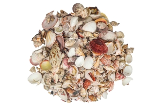 Philippine Mix Shells 1.25"-2.50" (gallon)    