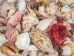Philippine Mix Shells 1.25"-2.50" (gallon)    - 2HS-3701-GA (Y3KRU)