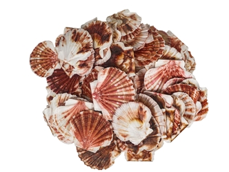 Pecten Albican Flat Shells 2.50"-3" (gallon)     