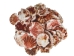 Pecten Albican Flat Shells 2.50"-3" (gallon)     - 2HS-3703-GA (Y3K)