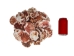 Pecten Albican Flat Shells 2.50"-3" (gallon)     - 2HS-3703-GA (Y3K)