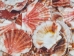 Pecten Albican Flat Shells 2.50"-3" (gallon)     - 2HS-3703-GA (Y3K)