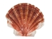 Pecten Albican Flat Shells 2.50"-3" (gallon)     - 2HS-3703-GA (Y3K)