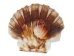 Pecten Albican Flat Shells 2.50"-3" (gallon)     - 2HS-3703-GA (Y3K)