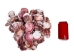 Purple Pecten Shells 1.50"-2.75" (1 kg or 2.2 lbs) - 2HS-3706K-KG (Y3K)