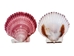 Purple Pecten Shells 1.50"-2.75" (1 kg or 2.2 lbs) - 2HS-3706K-KG (Y3K)