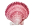 Purple Pecten Shells 1.50"-2.75" (1 kg or 2.2 lbs) - 2HS-3706K-KG (Y3K)