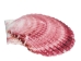 Purple Pecten Shells 1.50"-2.75" (1 kg or 2.2 lbs) - 2HS-3706K-KG (Y3K)