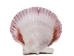 Purple Pecten Shells 1.50"-2.75" (1 kg or 2.2 lbs) - 2HS-3706K-KG (Y3K)