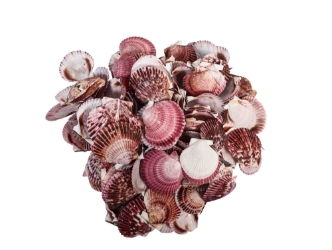 Purple Pecten Shells 1.50"-2.75" (1 kg or 2.2 lbs) 