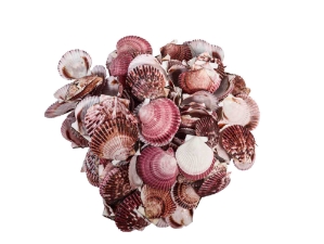 Purple Pecten Shells 1.50"-2.75" (1 kg or 2.2 lbs) 