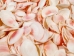 Light Rose Tellina Shells 1"-2" (gallon)     - 2HS-3717-GA (Y3K)