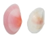 Light Rose Tellina Shells 1"-2" (gallon)     - 2HS-3717-GA (Y3K)
