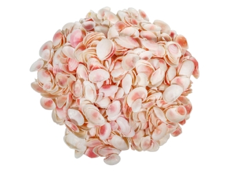Light Rose Tellina Shells 1"-2" (gallon)     
