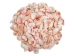 Light Rose Tellina Shells 1"-2" (gallon)     - 2HS-3717-GA (Y3K)