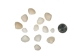 Dogwood Clam Shells 0.50"-0.75" (gallon)      - 2HS-3760-GA (9UL5)