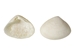 Dogwood Clam Shells 0.50"-0.75" (gallon)      - 2HS-3760-GA (9UL5)