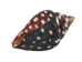 Lightning Dove Shells 0.375"-0.75" (gallon)       - 2HS-3761-GA (Y3K)