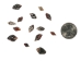 Lightning Dove Shells 0.375"-0.75" (gallon)       - 2HS-3761-GA (Y3K)