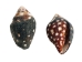 Lightning Dove Shells 0.375"-0.75" (gallon)       - 2HS-3761-GA (Y3K)