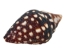 Lightning Dove Shells 0.375"-0.75" (gallon)       - 2HS-3761-GA (Y3K)