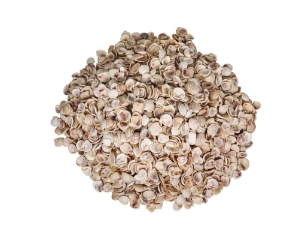 Banded Venus Shells 0.625"-1" (gallon)      